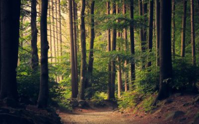 Who Acts as an Executor and What Do They Do When There Is No Will?